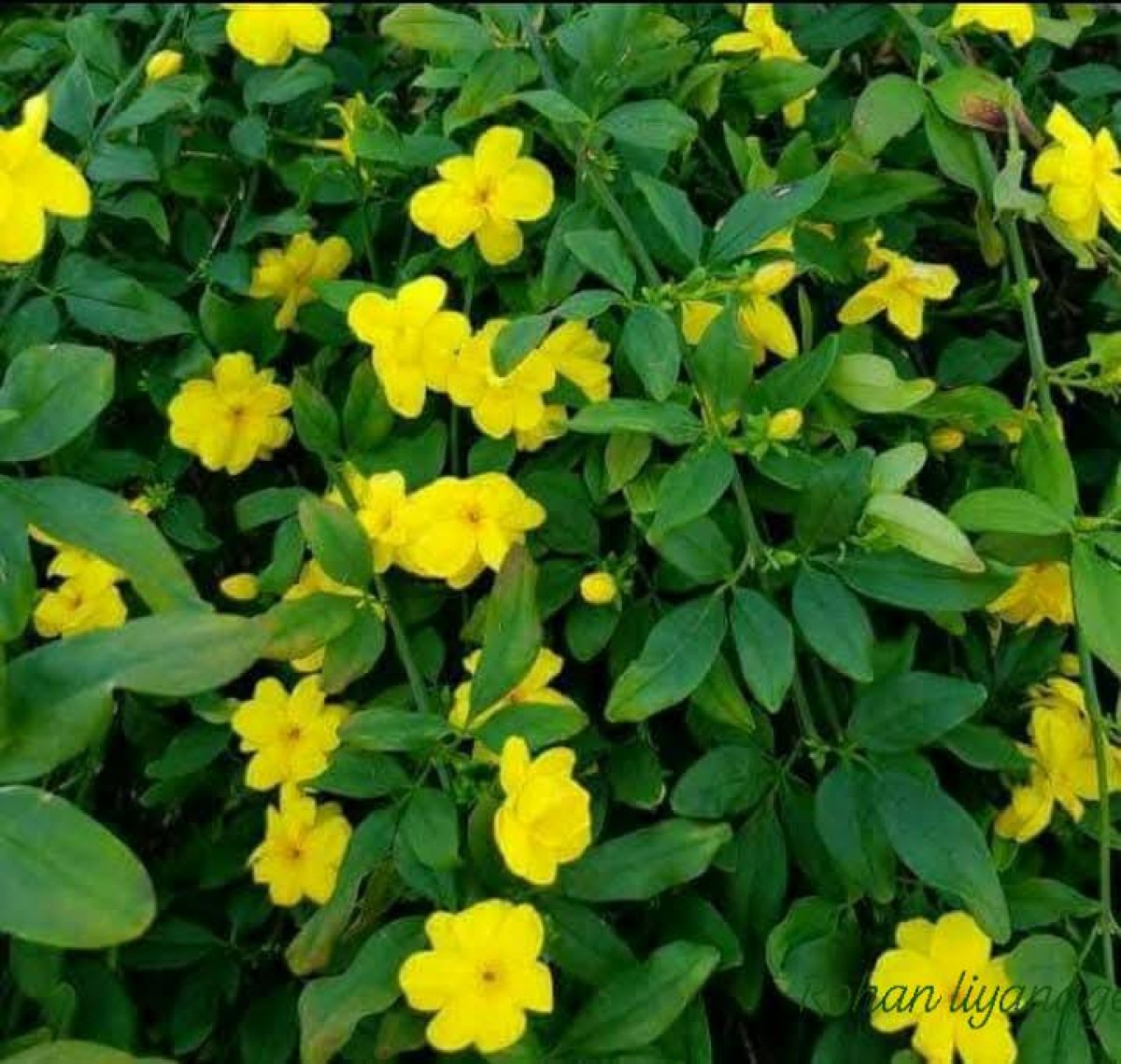 Jasminum mesnyi Hance