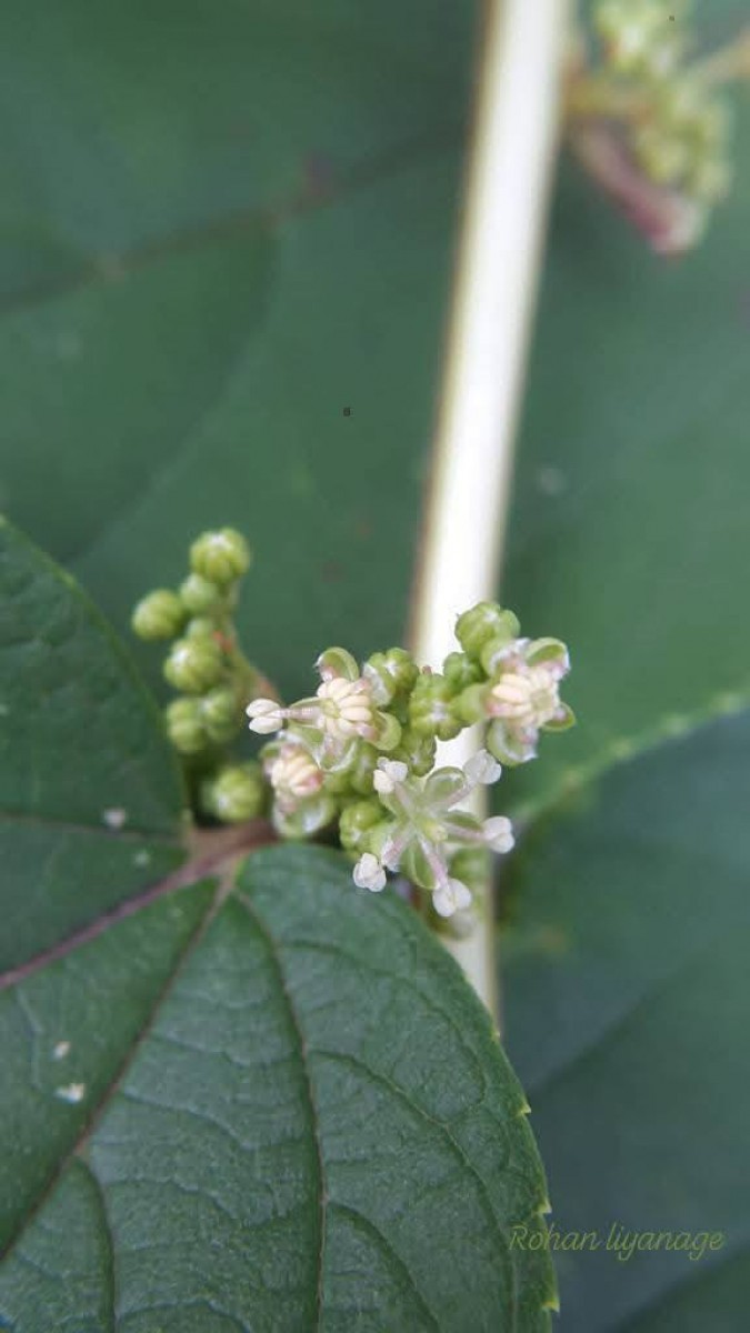 Trema orientale (L.) Blume