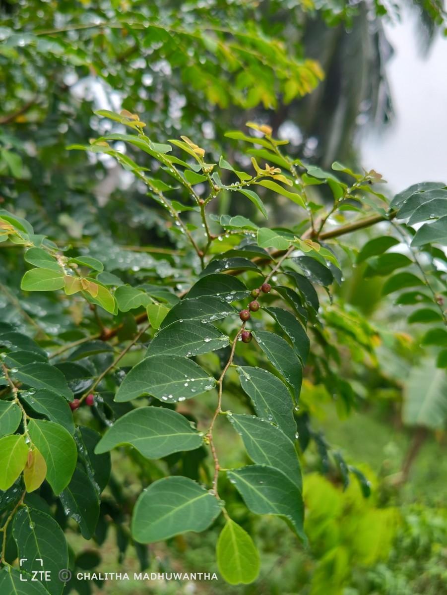 Phyllanthus vitis-idaea (Burm.f.) J.Koenig ex Roxb.