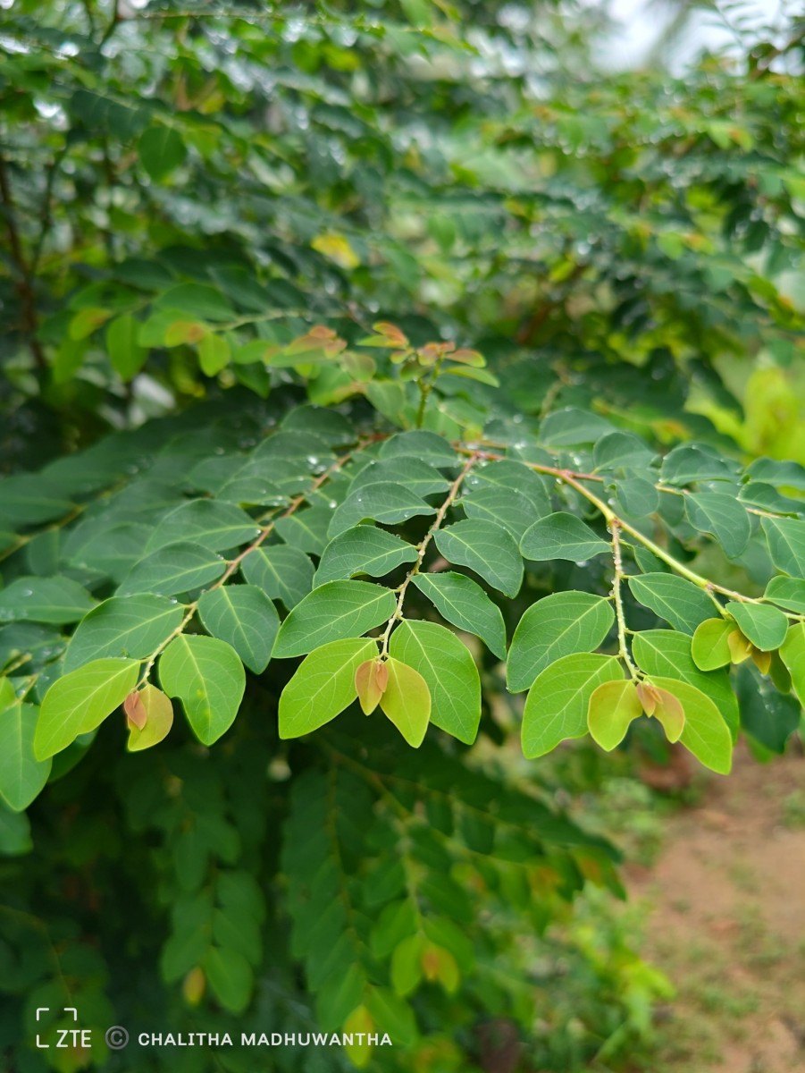 Phyllanthus vitis-idaea (Burm.f.) J.Koenig ex Roxb.