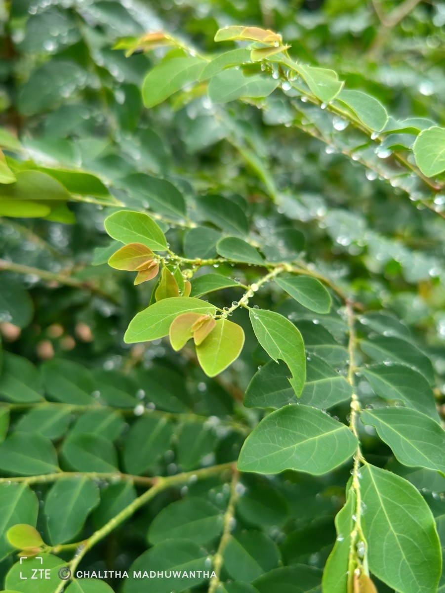 Phyllanthus vitis-idaea (Burm.f.) J.Koenig ex Roxb.