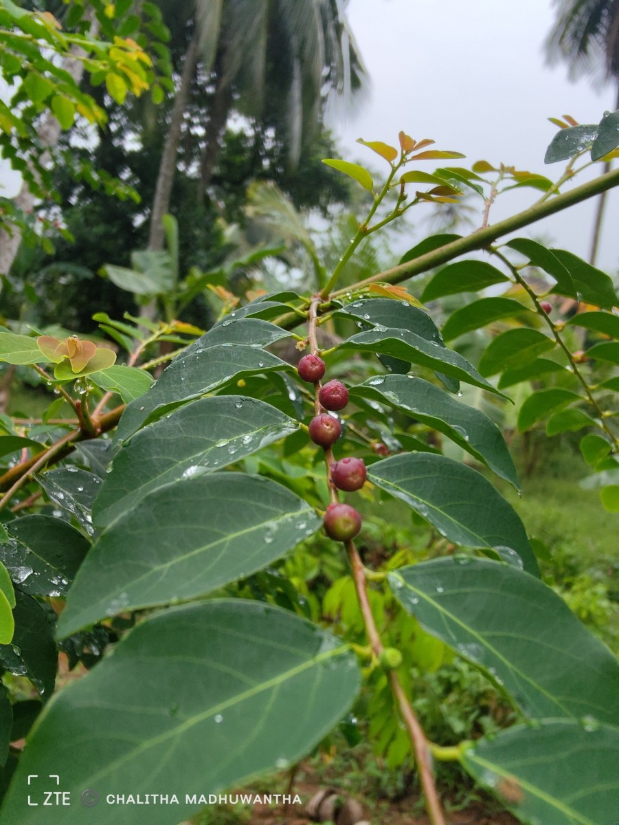 Phyllanthus vitis-idaea (Burm.f.) J.Koenig ex Roxb.