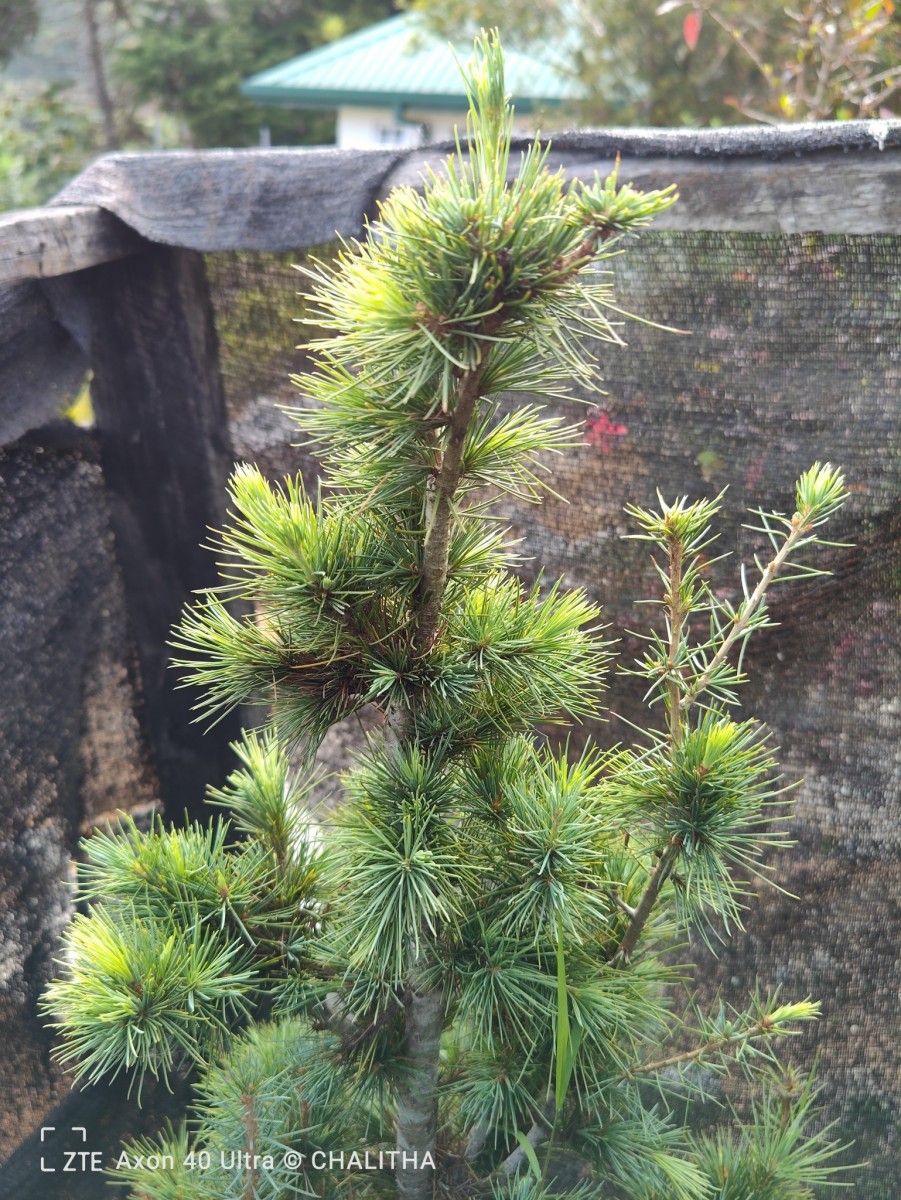 Cedrus deodara (Roxb. ex D.Don) G.Don