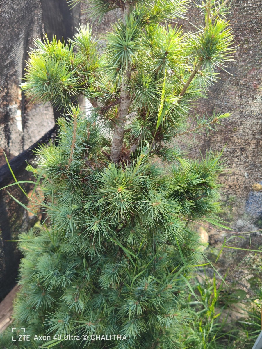 Cedrus deodara (Roxb. ex D.Don) G.Don