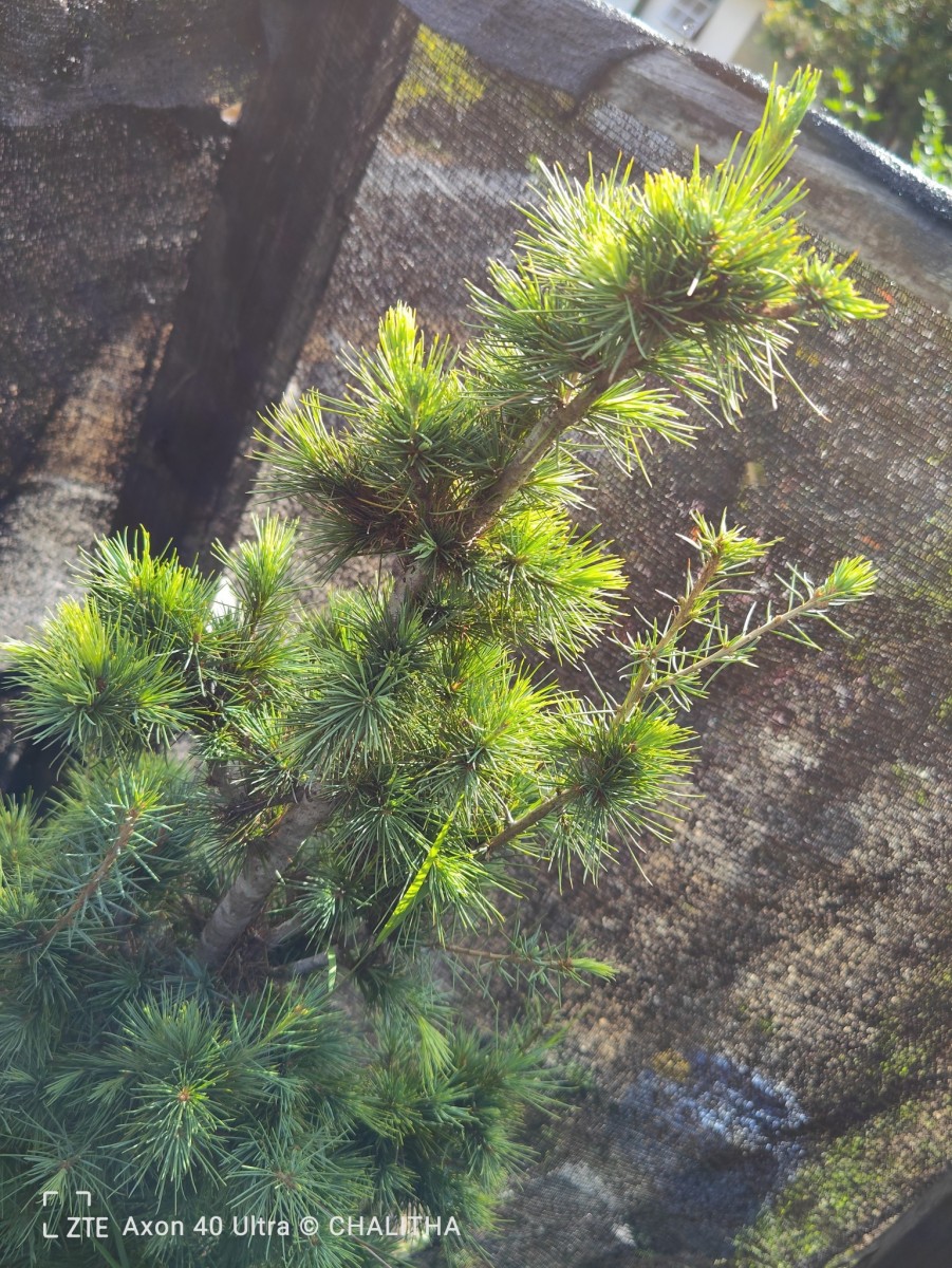 Cedrus deodara (Roxb. ex D.Don) G.Don