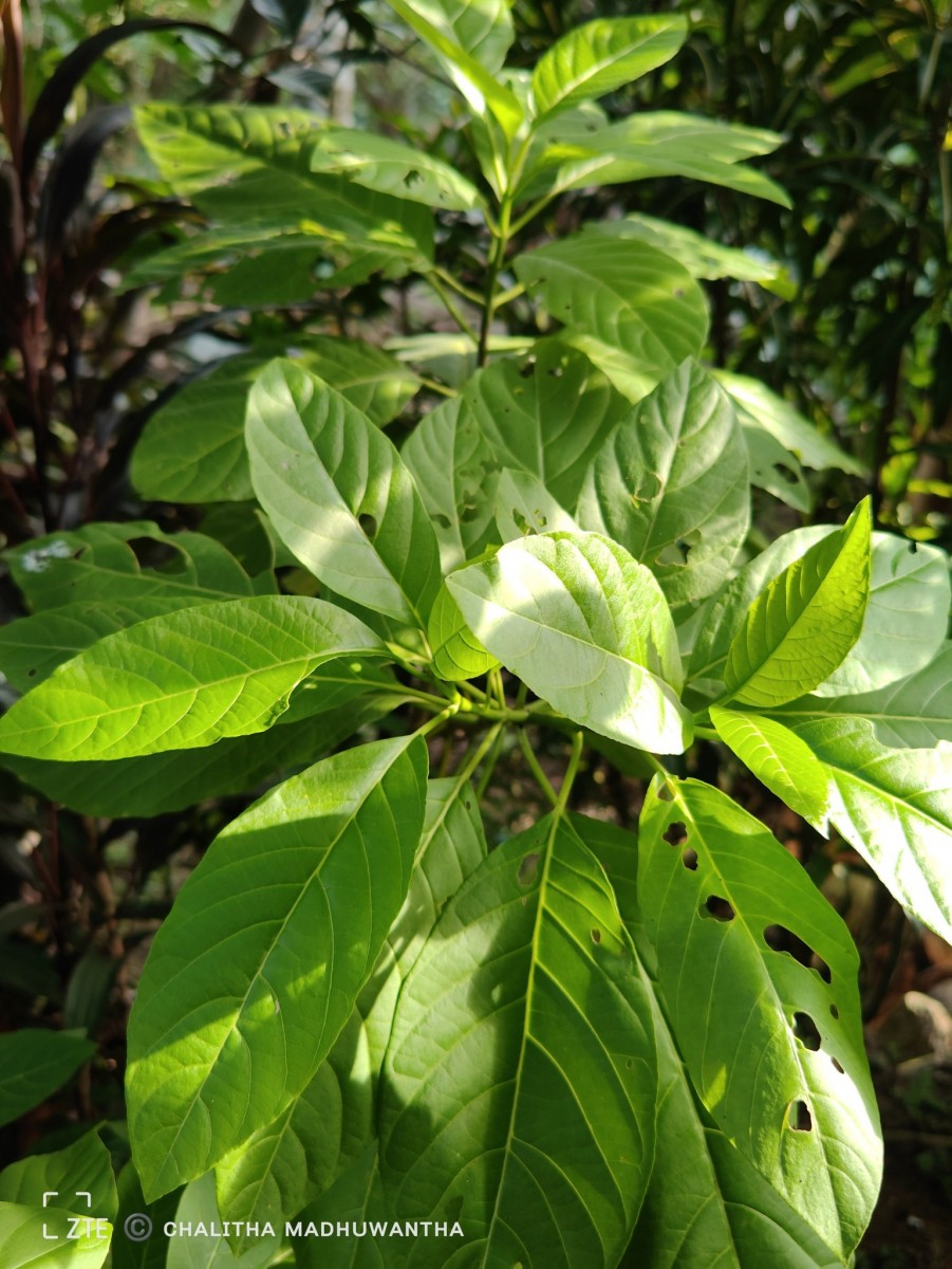 Ceodes grandis (R.Br.) D.Q.Lu