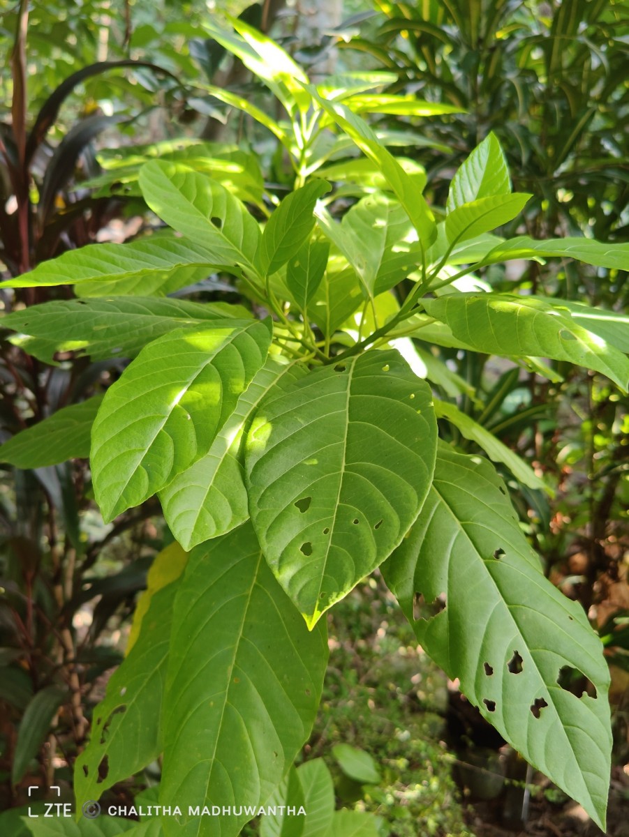 Ceodes grandis (R.Br.) D.Q.Lu