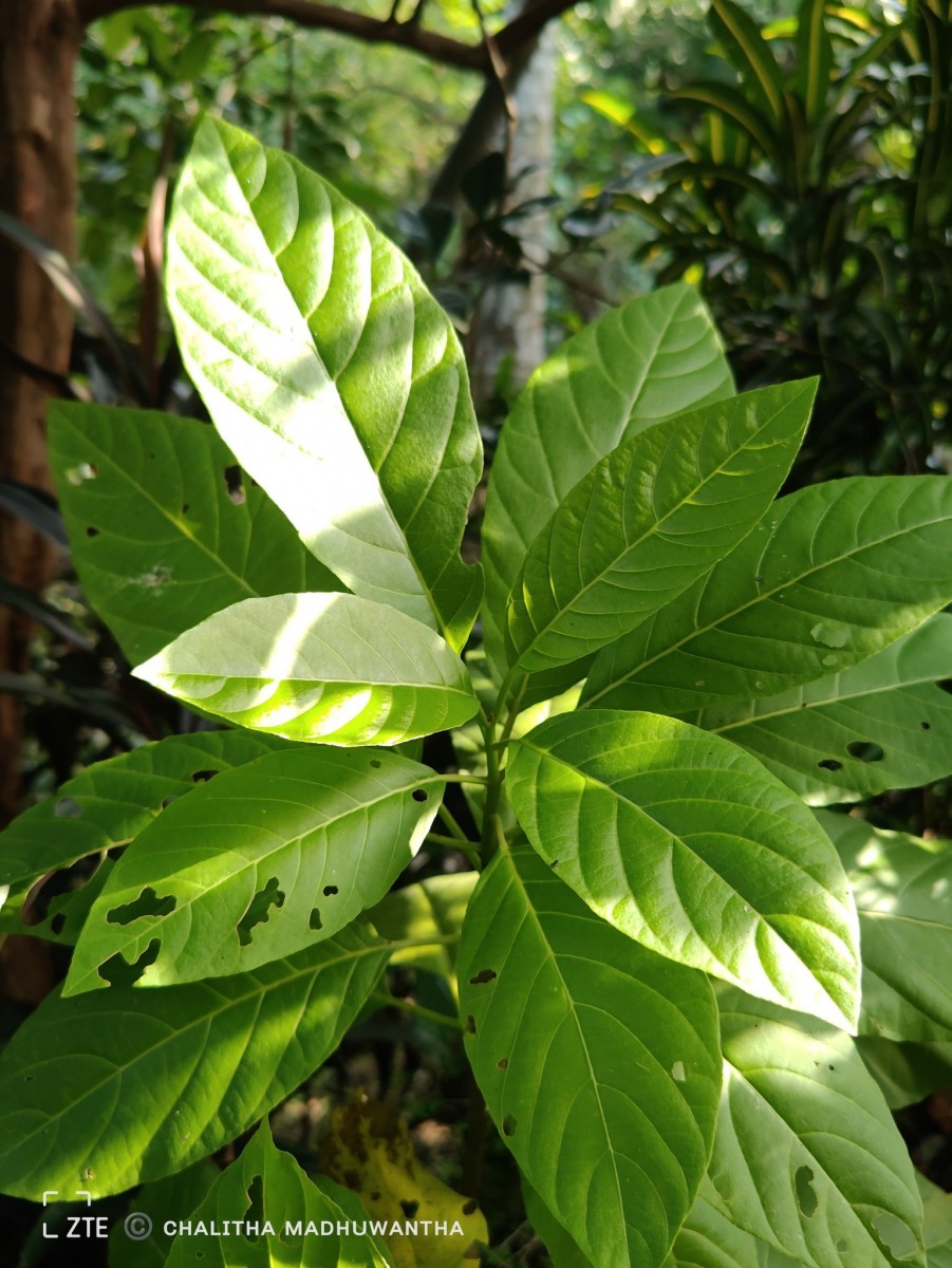 Ceodes grandis (R.Br.) D.Q.Lu