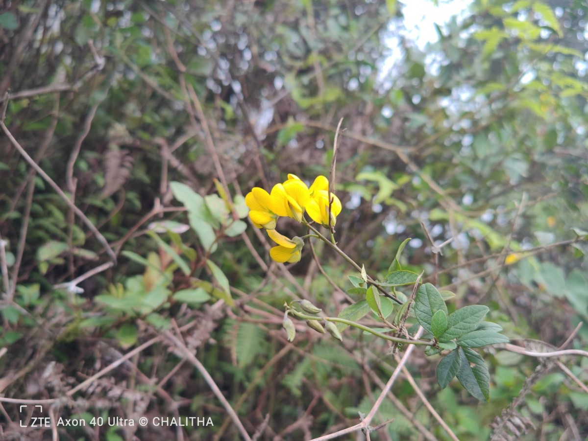 Crotalaria walkeri Arn.
