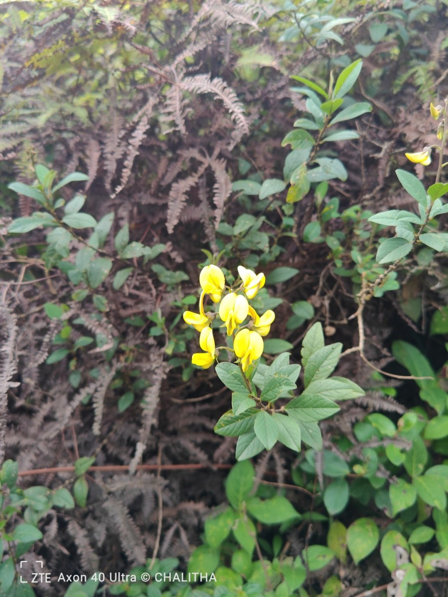 Crotalaria walkeri Arn.