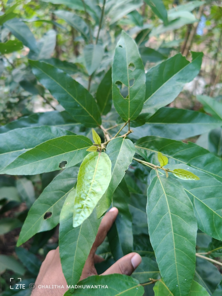 Croton persimilis Müll.Arg.