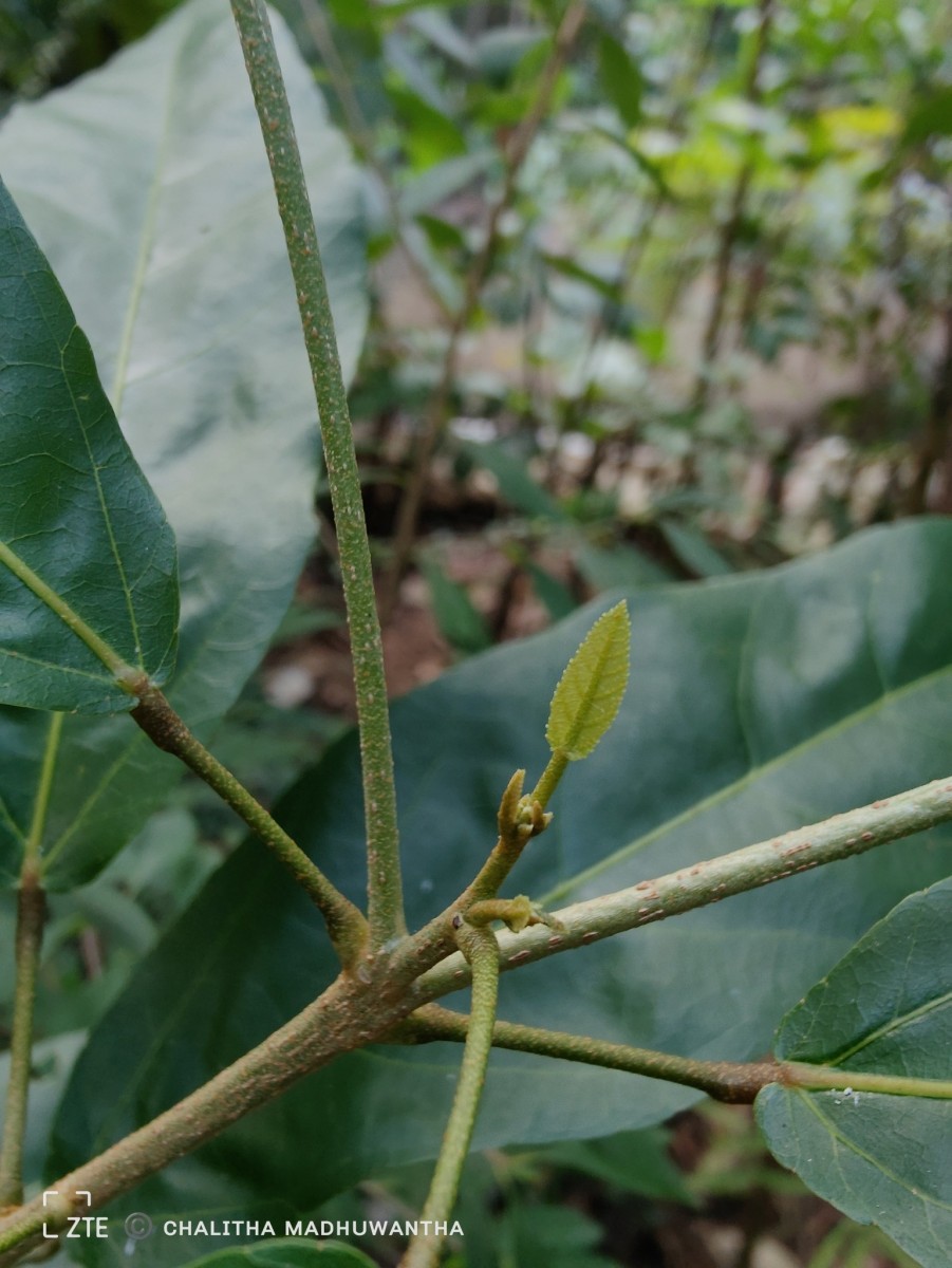 Croton persimilis Müll.Arg.