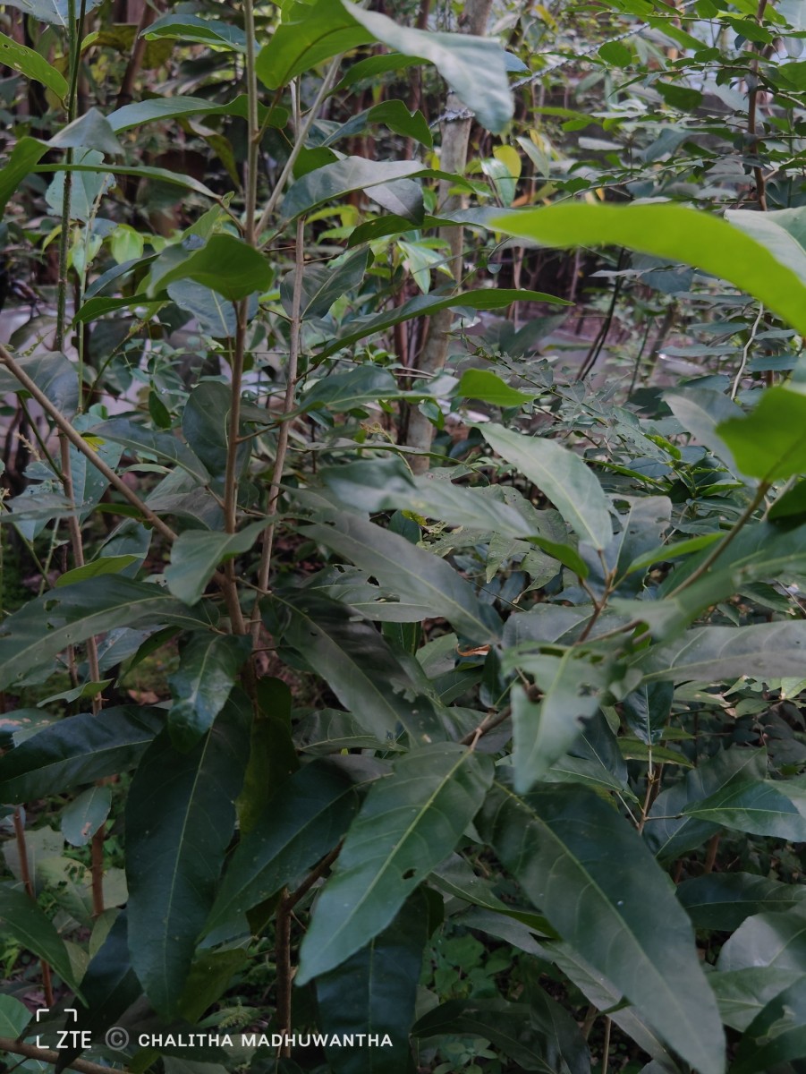 Croton persimilis Müll.Arg.