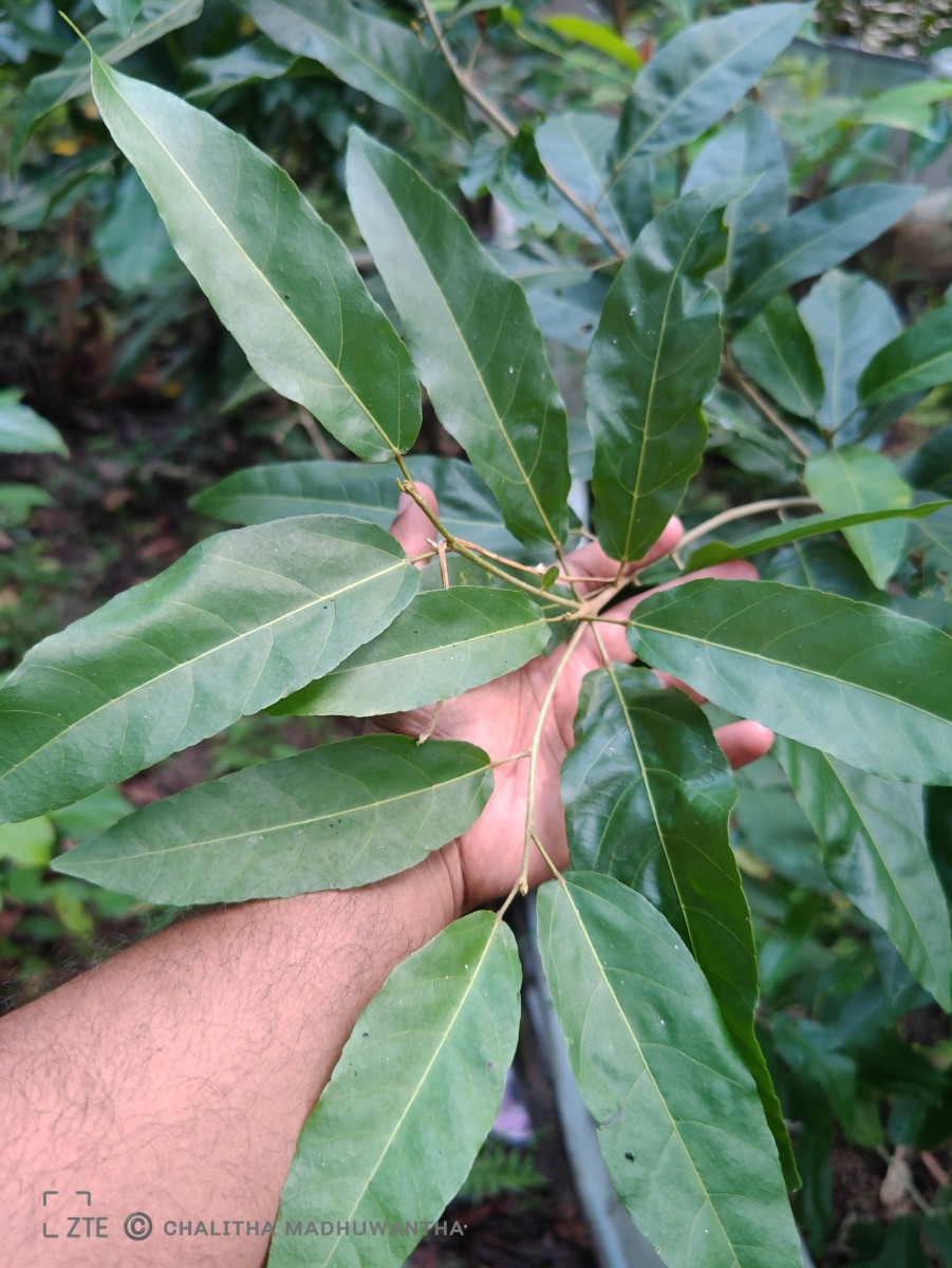 Croton persimilis Müll.Arg.