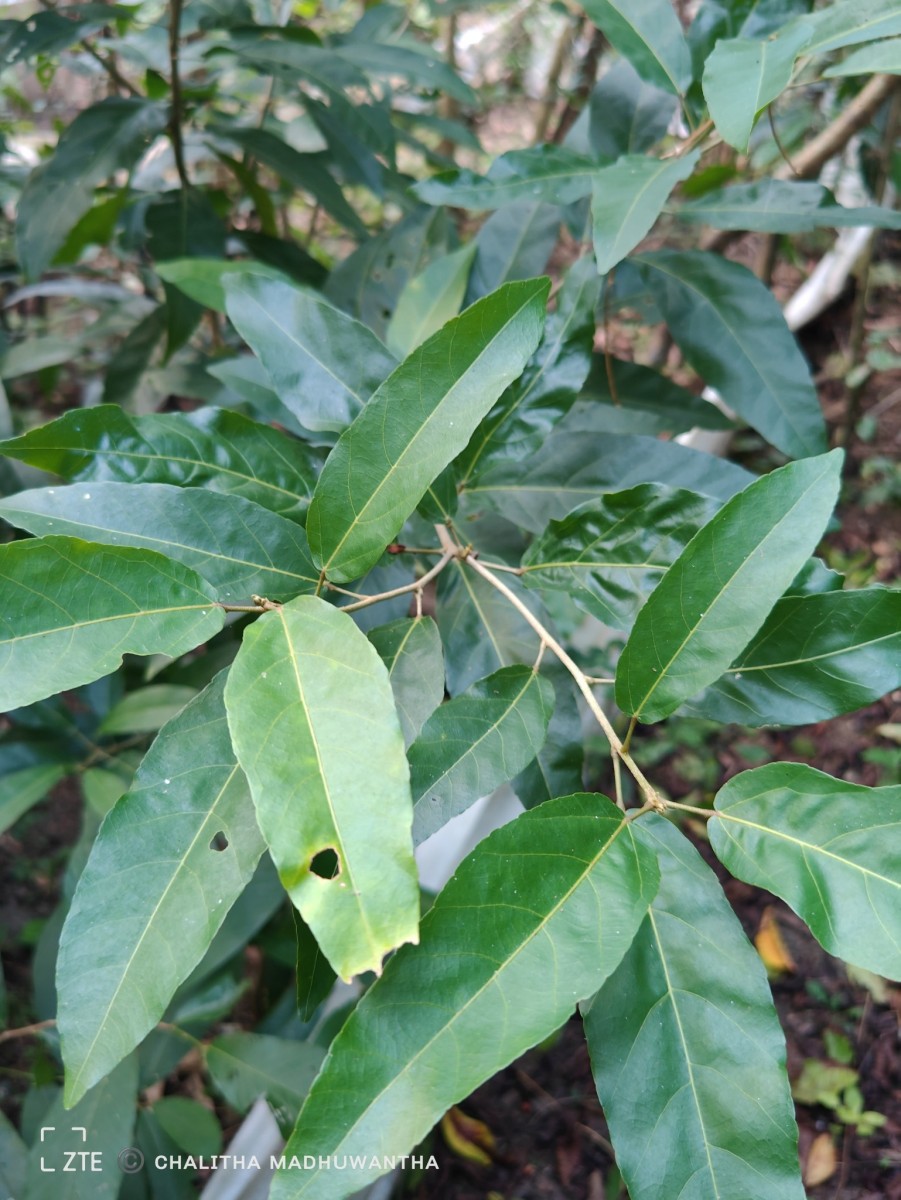 Croton persimilis Müll.Arg.