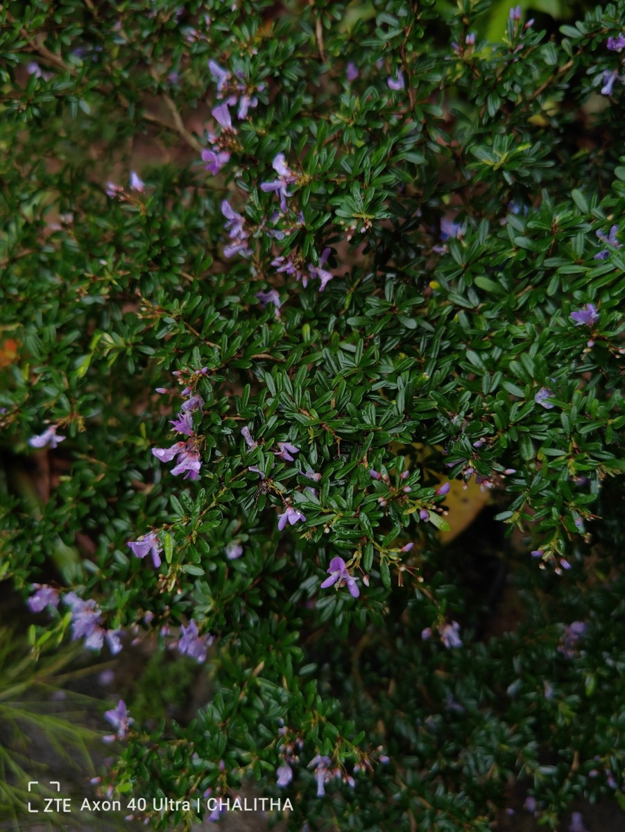 Trifidacanthus unifoliolatus Merr.