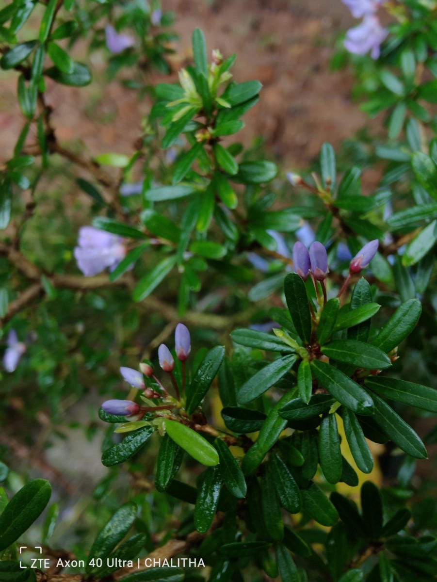 Trifidacanthus unifoliolatus Merr.