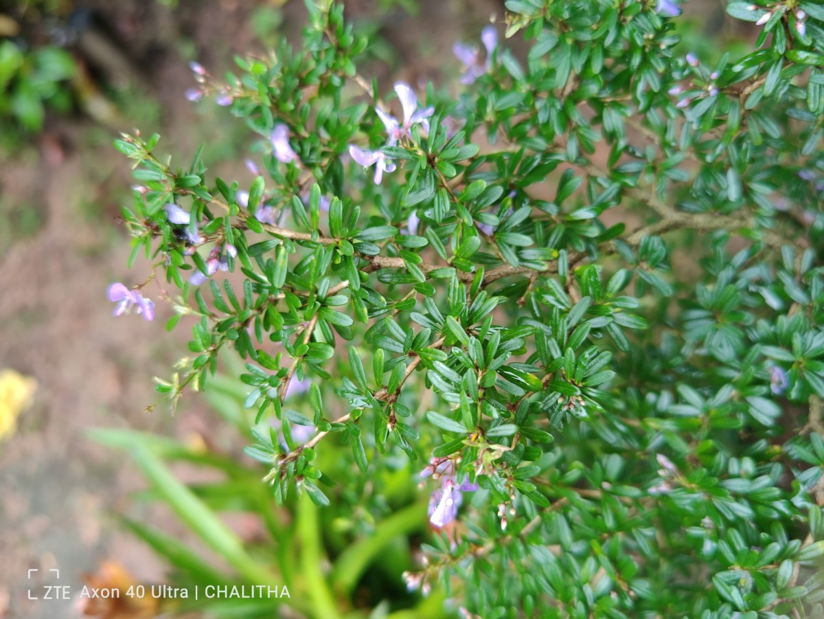 Trifidacanthus unifoliolatus Merr.