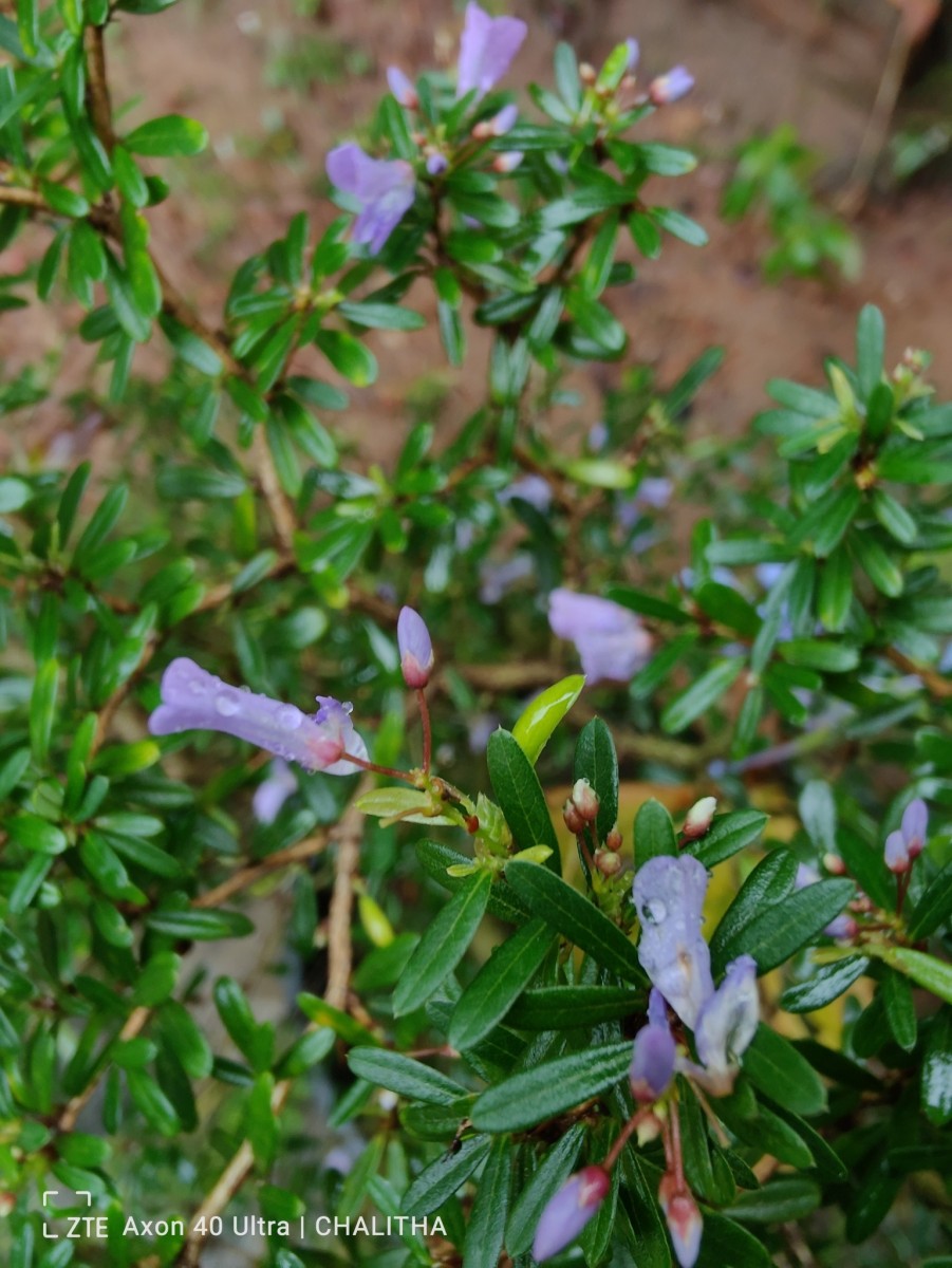 Trifidacanthus unifoliolatus Merr.