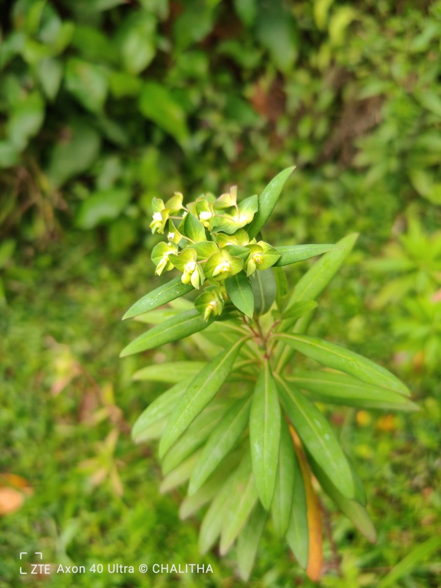 Euphorbia rothiana Spreng.