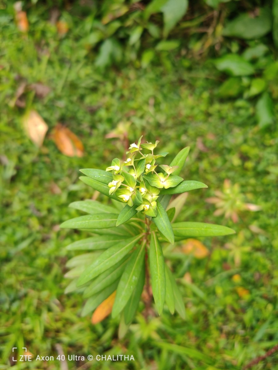 Euphorbia rothiana Spreng.