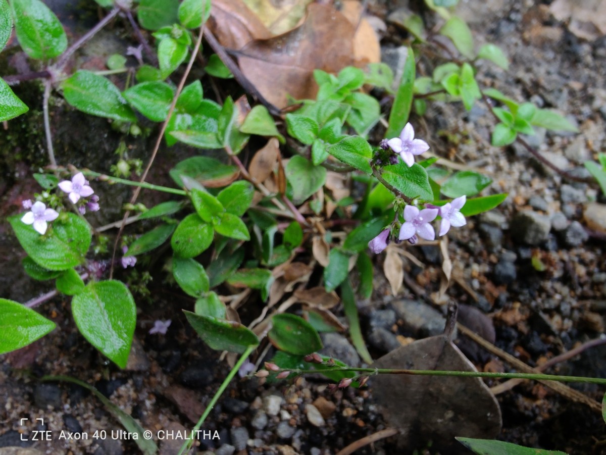 Neanotis monosperma (Wight & Arn.) W.H.Lewis