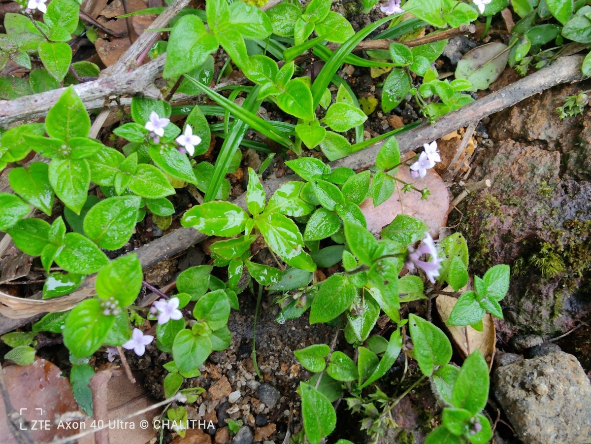 Neanotis monosperma (Wight & Arn.) W.H.Lewis