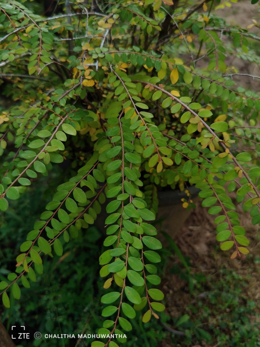 Phyllanthus cochinchinensis Spreng.