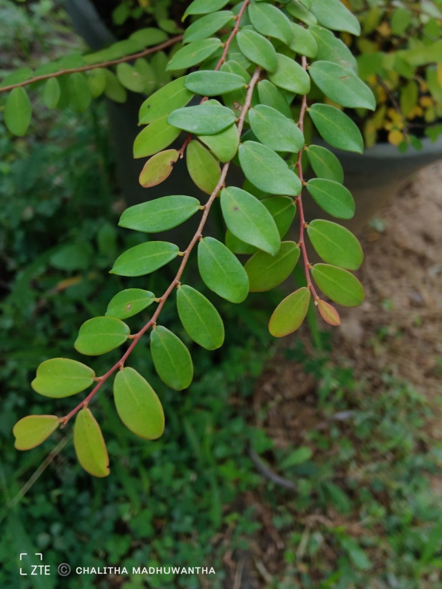 Phyllanthus cochinchinensis Spreng.