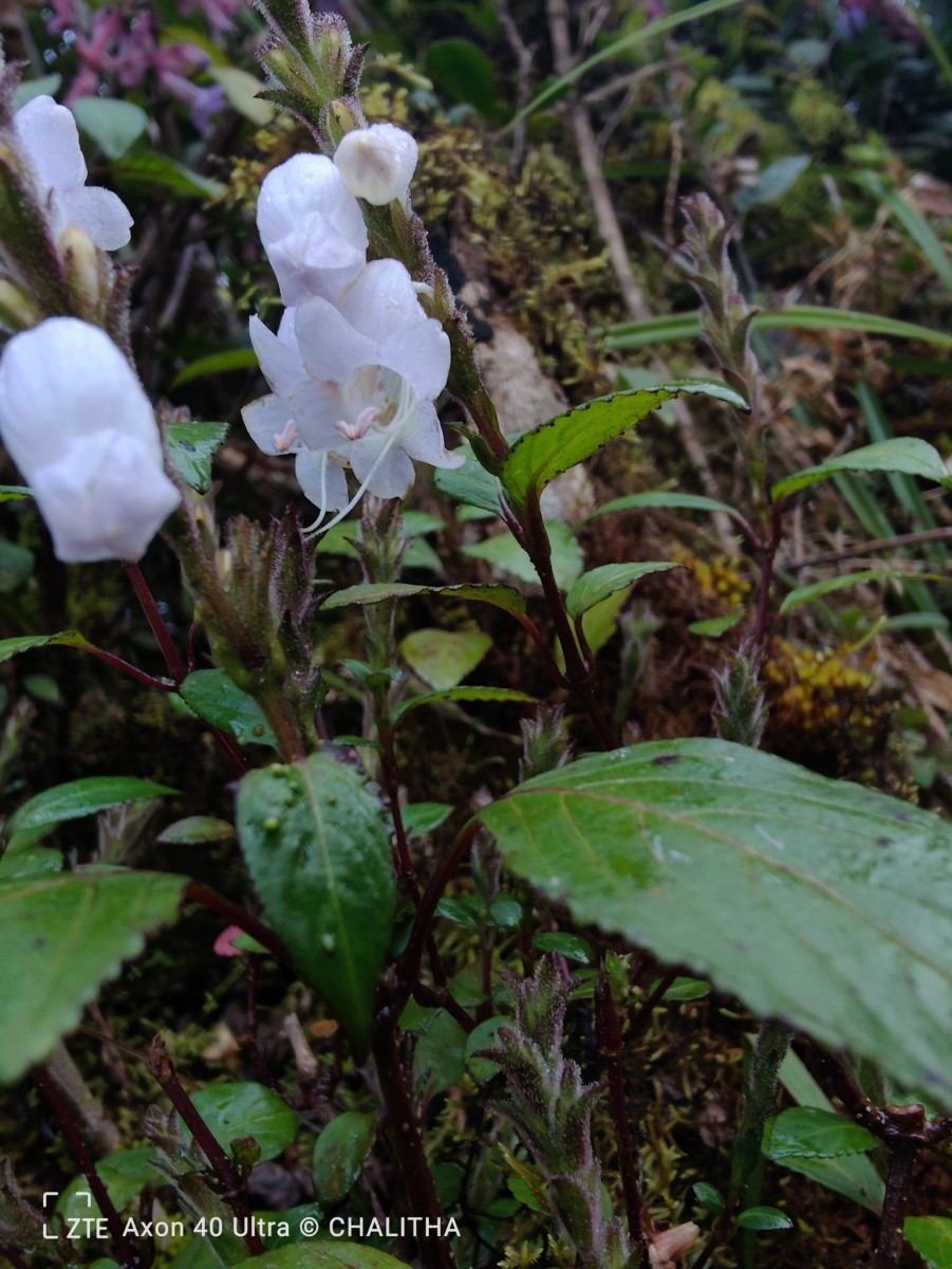Strobilanthes viscosa var. viscosa (Arn. ex Nees) T.Anderson