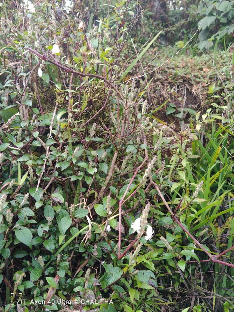 Strobilanthes viscosa var. viscosa (Arn. ex Nees) T.Anderson