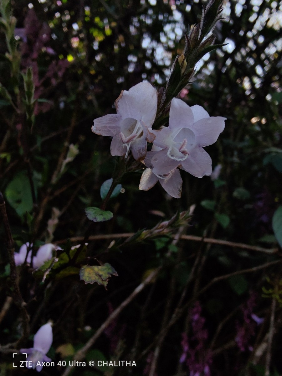 Strobilanthes viscosa var. viscosa (Arn. ex Nees) T.Anderson