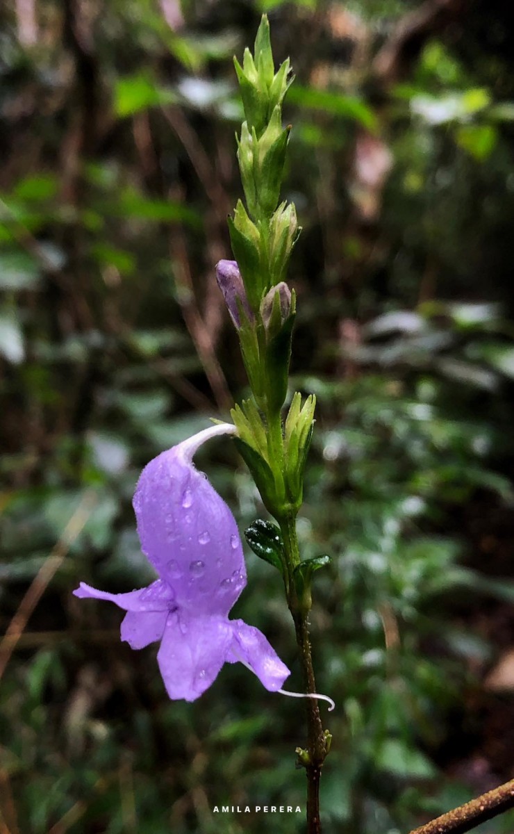 Strobilanthes viscosa var. digitalis (Nees) C.B.Clarke