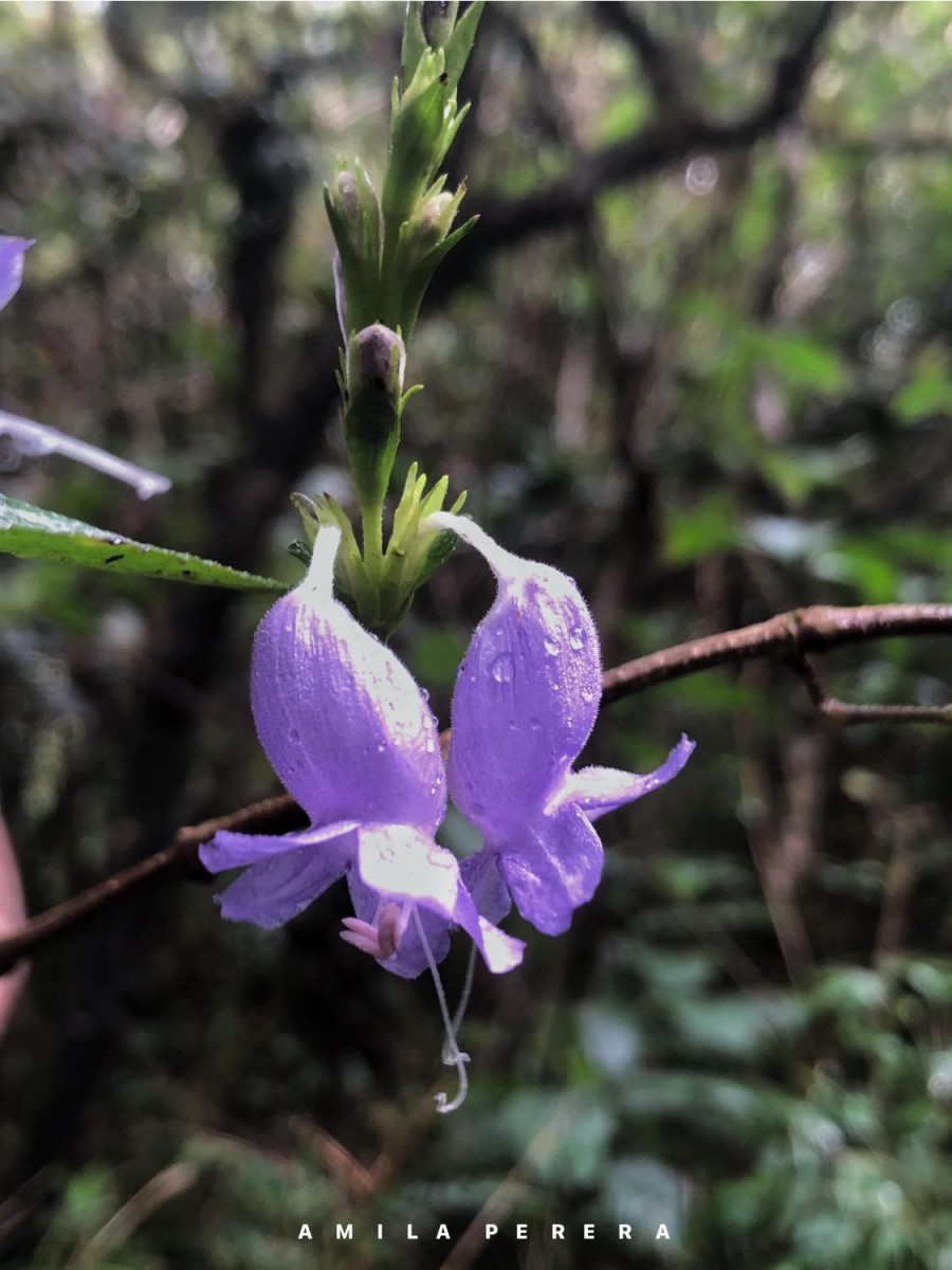 Strobilanthes viscosa var. digitalis (Nees) C.B.Clarke