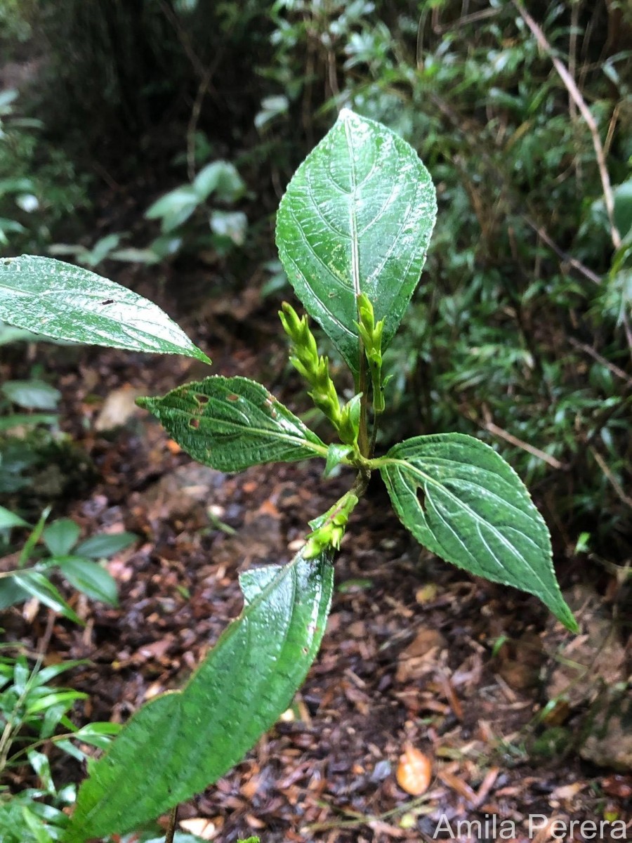 Strobilanthes viscosa var. digitalis (Nees) C.B.Clarke