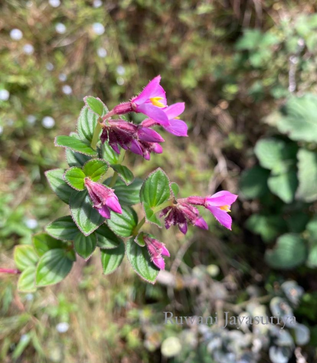 Sonerila harveyi Thwaites