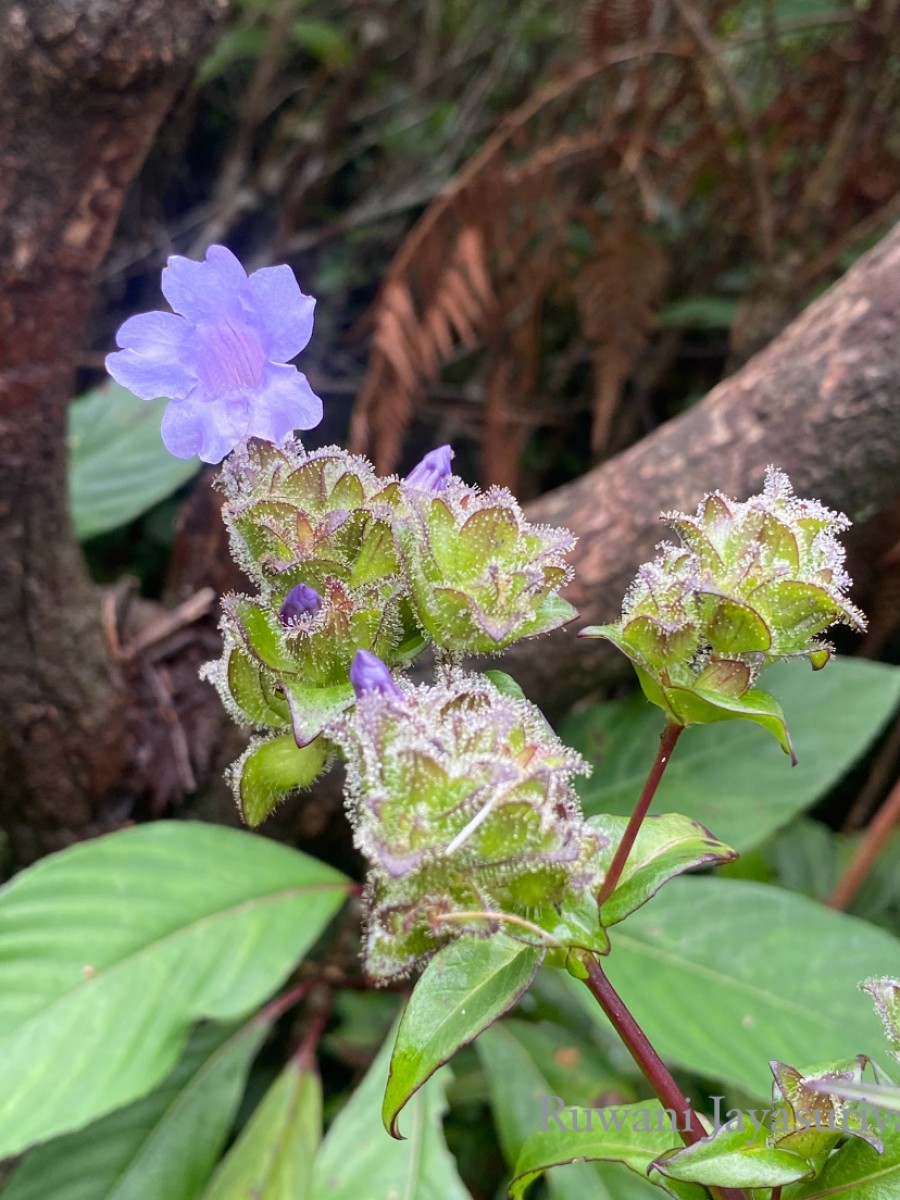 Strobilanthes sexennis var. sexennis Nees