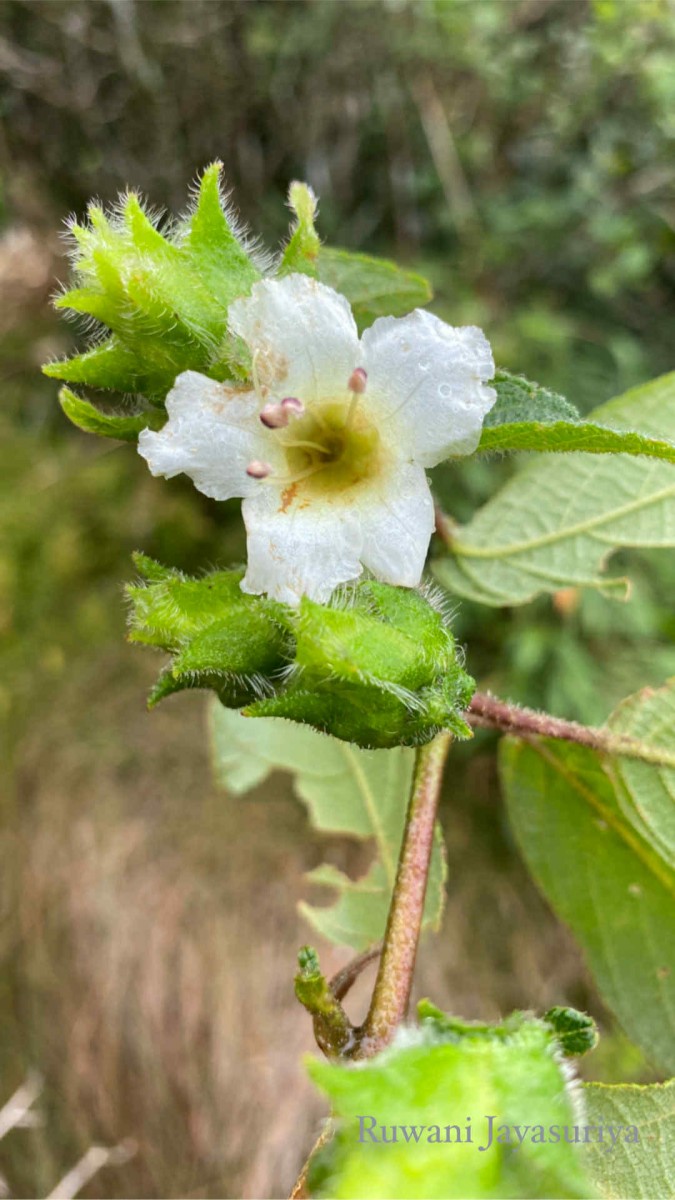 Strobilanthes hookeri Nees