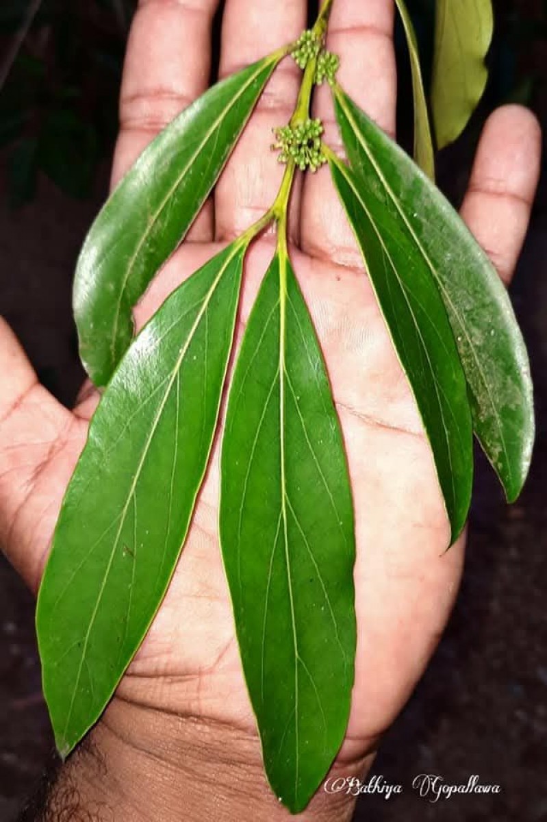 Psydrax lanceolatus (Arn.) R.Kr.Singh & Arigela