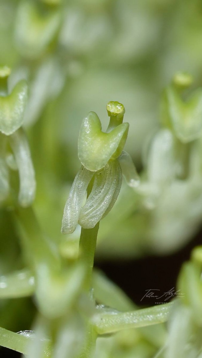 Liparis viridiflora (Blume) Lindl.