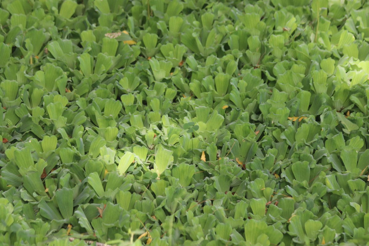 Pistia stratiotes L.