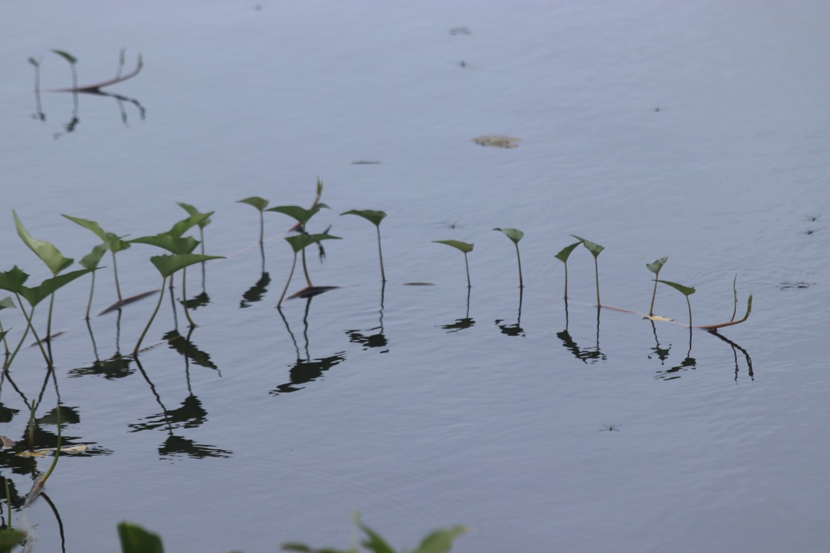 Ipomoea aquatica Forssk.