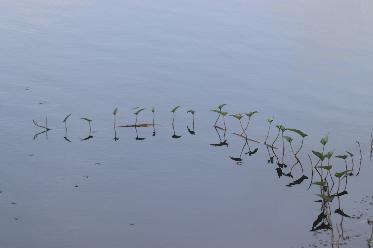 Ipomoea aquatica Forssk.