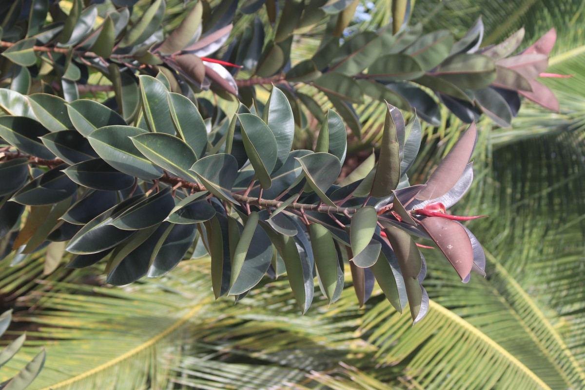 Ficus elastica Roxb. ex Hornem.