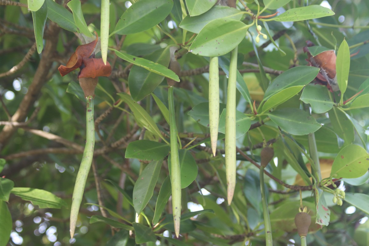 Rhizophora mucronata Poir.