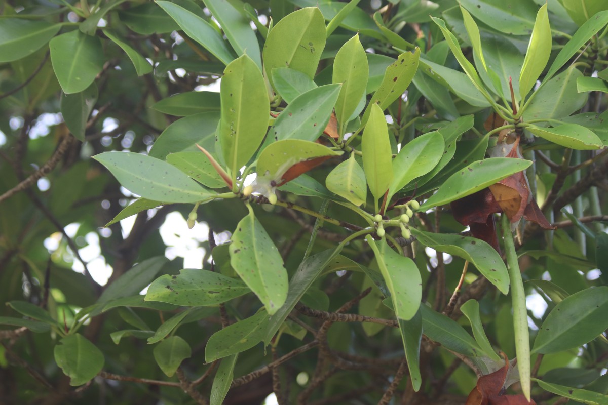 Rhizophora mucronata Poir.