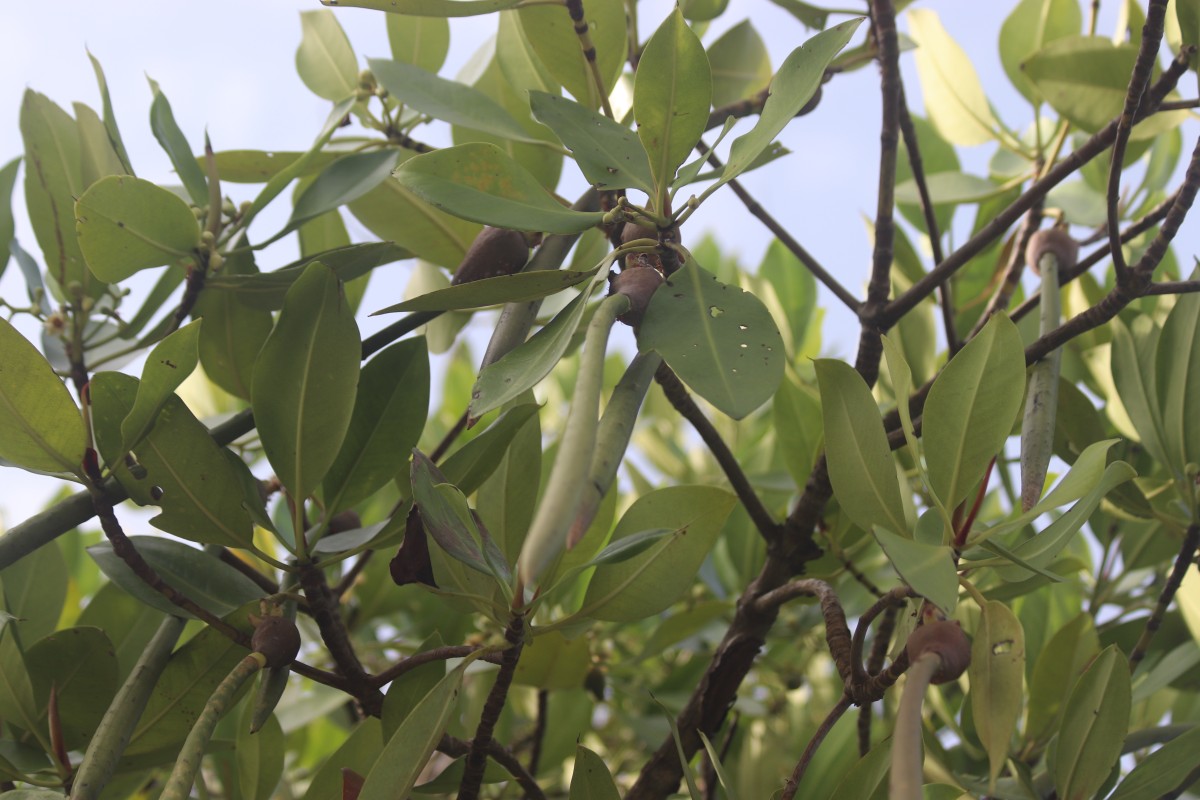 Rhizophora mucronata Poir.