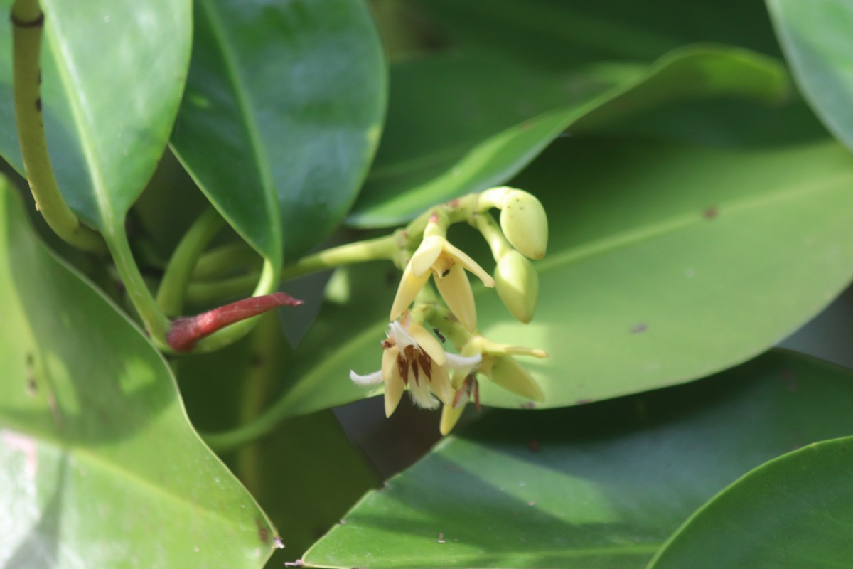 Rhizophora mucronata Poir.