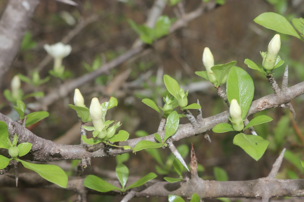 Catunaregam spinosa (Thunb.) Tirveng.