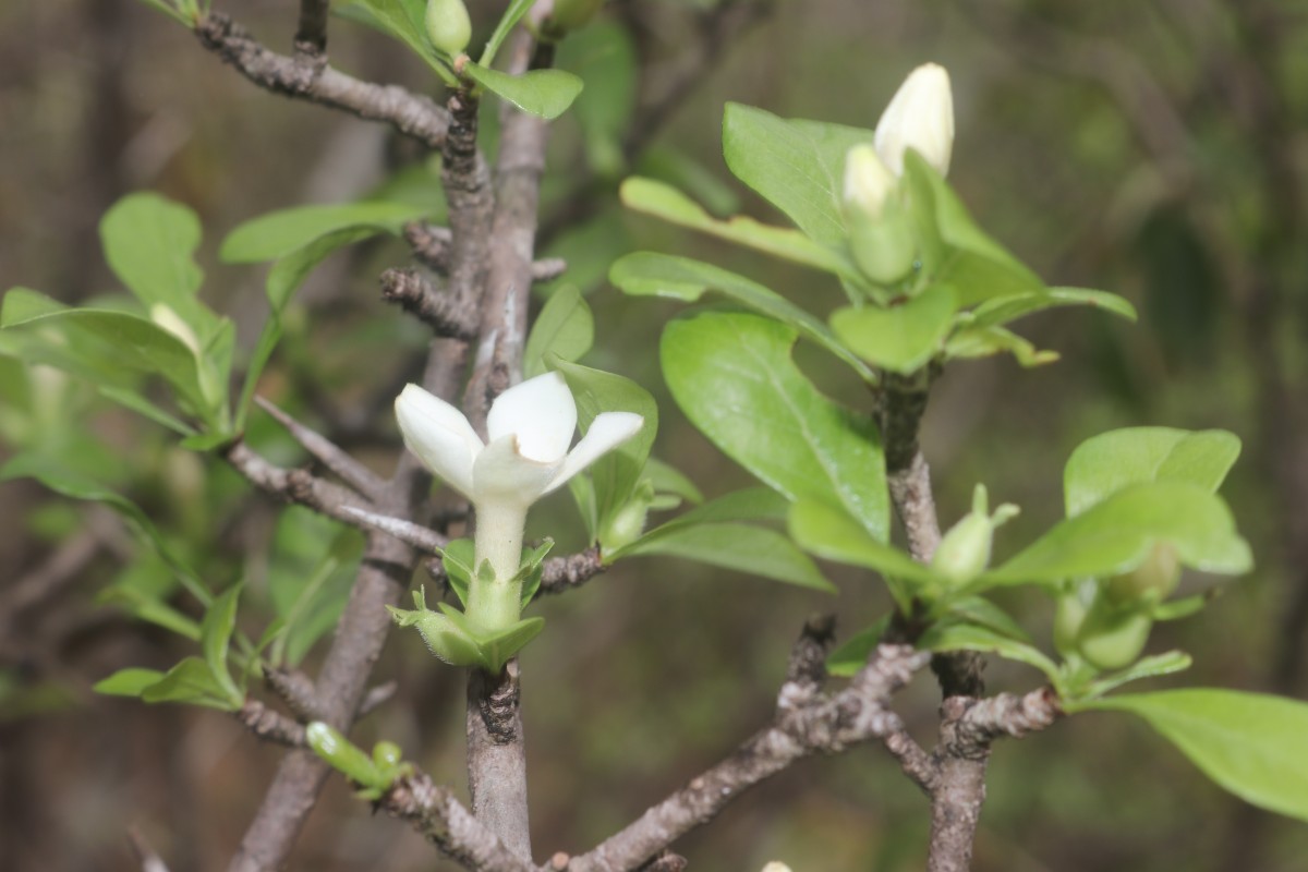 Catunaregam spinosa (Thunb.) Tirveng.